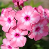 Флокс Phlox Оленька